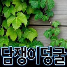 담쟁이넝쿨