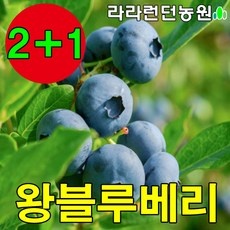 블루베리묘목